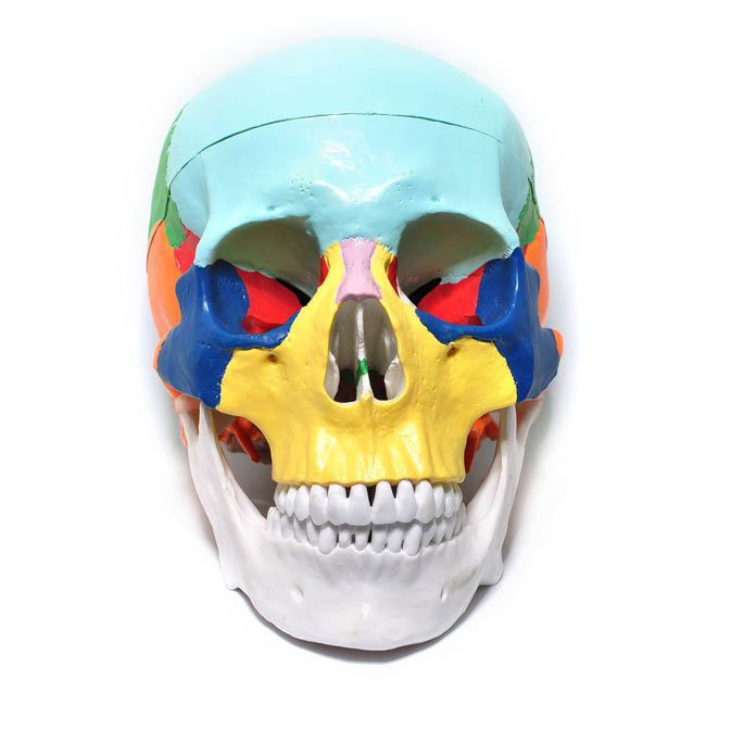 Craniu uman model didactic medical colorat 3 parti mulaj anatomie medicina PVC plastic Craniu uman model didactic medical colorat 3 parti mulaj anatomie medicina PVC plastic - imagine 3