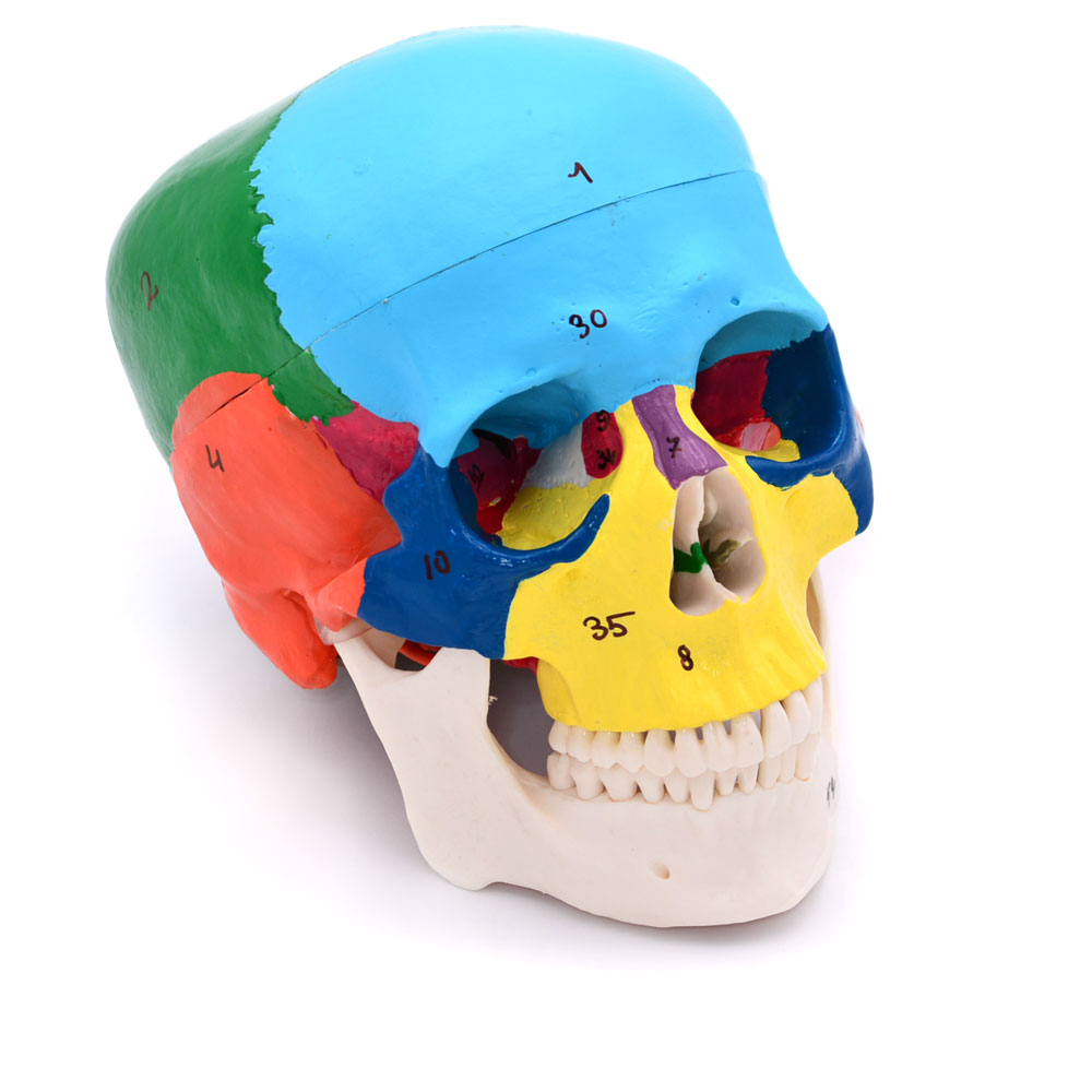 Craniu uman model didactic medical colorat 3 parti mulaj anatomie medicina PVC plastic Craniu uman model didactic medical colorat 3 parti mulaj anatomie medicina PVC plastic