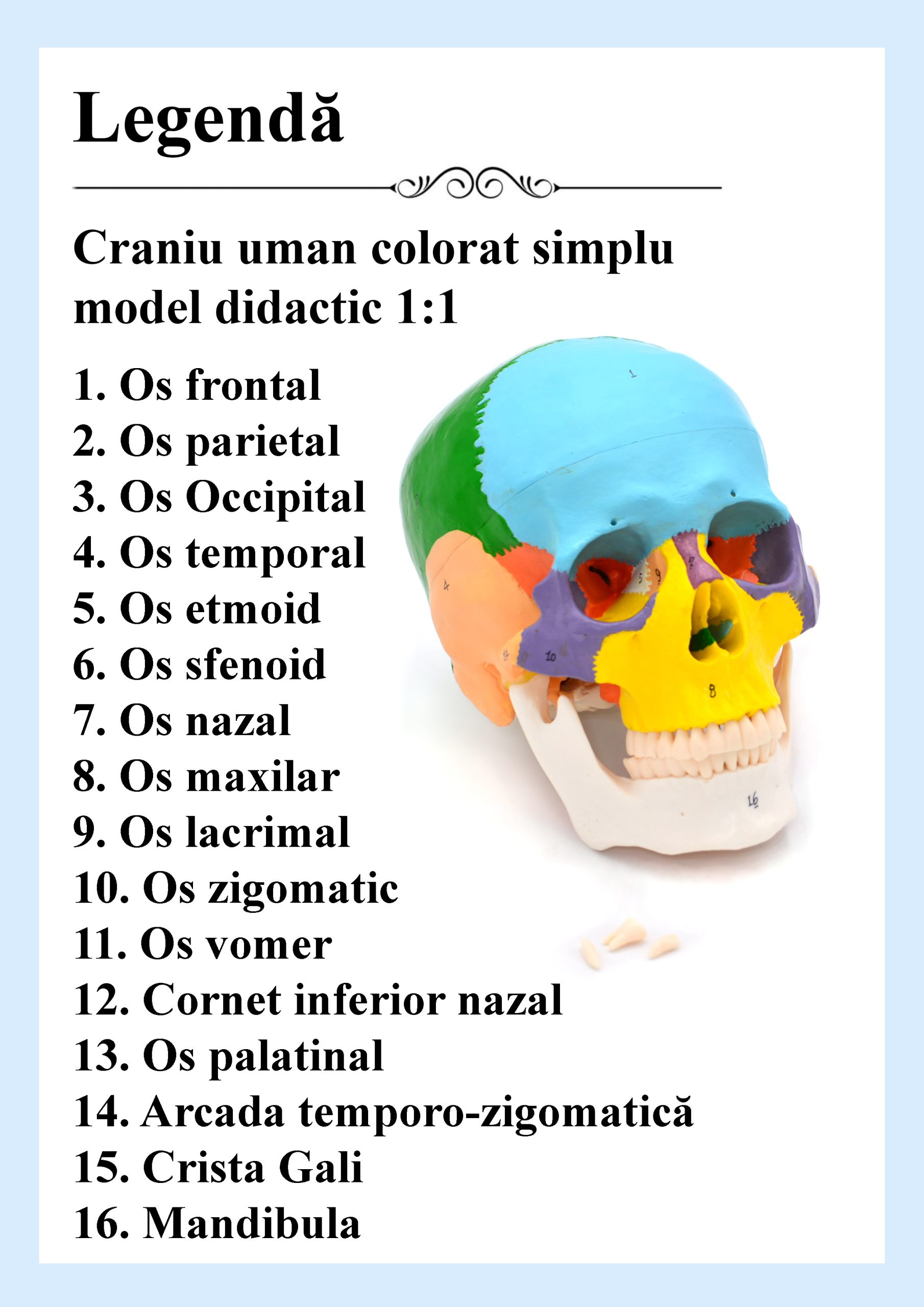 Craniu uman model didactic medical colorat 3 parti mulaj anatomie medicina PVC plastic Craniu uman model didactic medical colorat 3 parti mulaj anatomie medicina PVC plastic - imagine 15