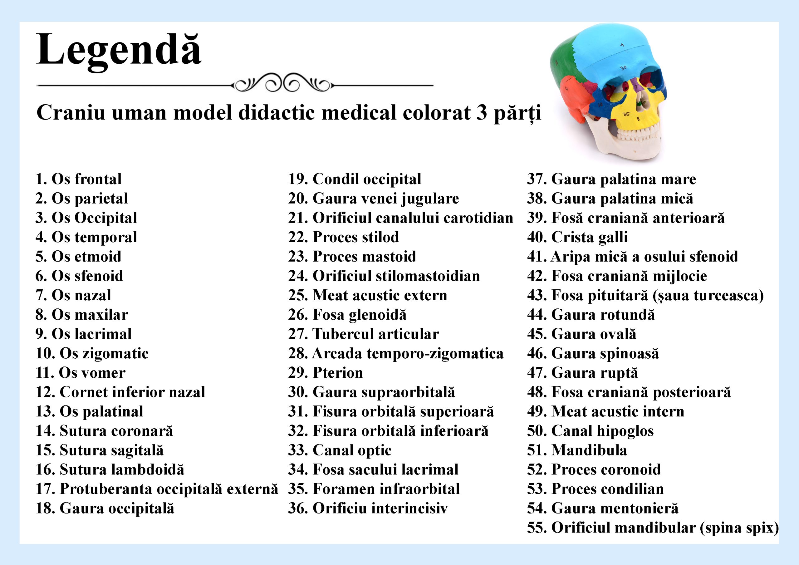 Craniu uman model didactic medical colorat 3 parti mulaj anatomie medicina PVC plastic Craniu uman model didactic medical colorat 3 parti mulaj anatomie medicina PVC plastic - imagine 16