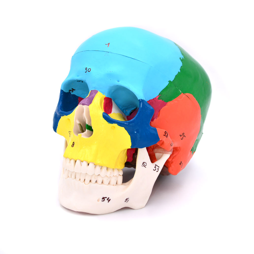 Craniu uman model didactic medical colorat 3 parti mulaj anatomie medicina PVC plastic Craniu uman model didactic medical colorat 3 parti mulaj anatomie medicina PVC plastic - imagine 9