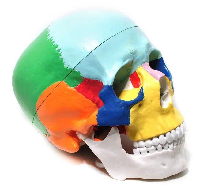 Craniu uman model didactic medical colorat 3 parti mulaj anatomie medicina PVC plastic Craniu uman model didactic medical colorat 3 parti mulaj anatomie medicina PVC plastic - imagine 2