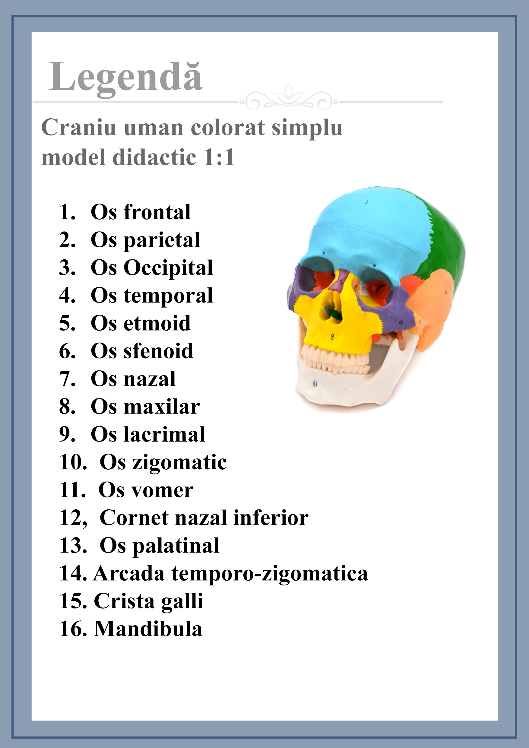 Craniu uman model didactic medical colorat 3 parti mulaj anatomie medicina PVC plastic Craniu uman model didactic medical colorat 3 parti mulaj anatomie medicina PVC plastic - imagine 11