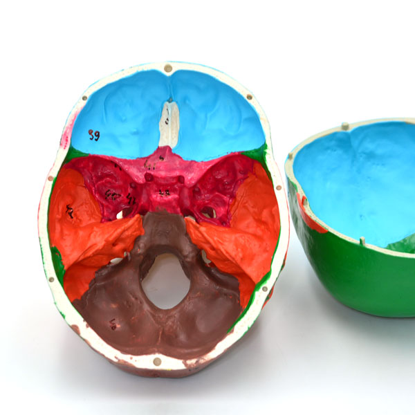 Craniu uman model didactic medical colorat 3 parti mulaj anatomie medicina PVC plastic Craniu-uman-model-didactic-medical-colorat-3-parti-mulaj-anatomie-medicina-PVC-plastic-profil-asiatic