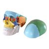 Craniu uman model didactic medical colorat 3 parti mulaj anatomie medicina PVC plastic Craniu uman model didactic medical colorat 3 parti mulaj anatomie medicina PVC plastic