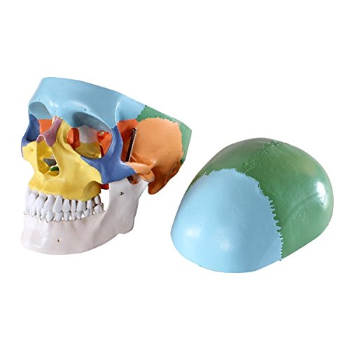Craniu uman model didactic medical colorat 3 parti mulaj anatomie medicina PVC plastic Craniu uman model didactic medical colorat 3 parti mulaj anatomie medicina PVC plastic - imagine 5