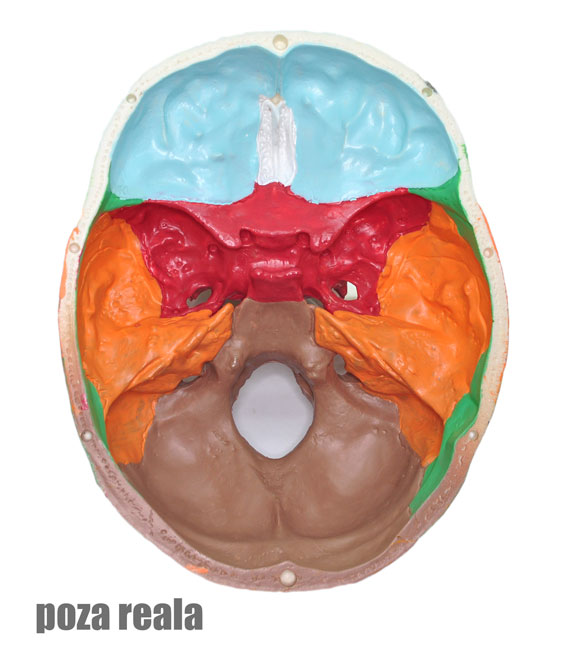 Craniu uman model didactic medical colorat 3 parti mulaj anatomie medicina PVC plastic Craniu uman model didactic medical colorat 3 parti mulaj anatomie medicina PVC plastic - imagine 4
