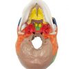 Craniu uman model didactic medical colorat 3 parti mulaj anatomie medicina PVC plastic Craniu uman model didactic medical colorat 3 parti mulaj anatomie medicina PVC plastic