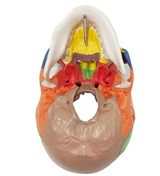 Craniu uman model didactic medical colorat 3 parti mulaj anatomie medicina PVC plastic Craniu uman model didactic medical colorat 3 parti mulaj anatomie medicina PVC plastic - imagine 7