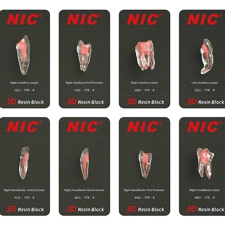 Dinte anatoform PVC pentru antrenament Dinte anatoform PVC pentru antrenament - imagine 2