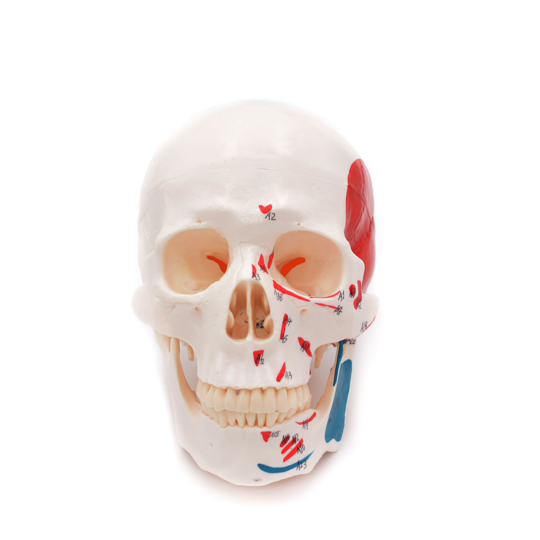 Craniu uman cu insertii musculare model didactic medical 3 parti mulaj anatomie medicina PVC plastic Craniu uman cu insertii musculare model didactic medical 3 parti mulaj anatomie medicina PVC plastic