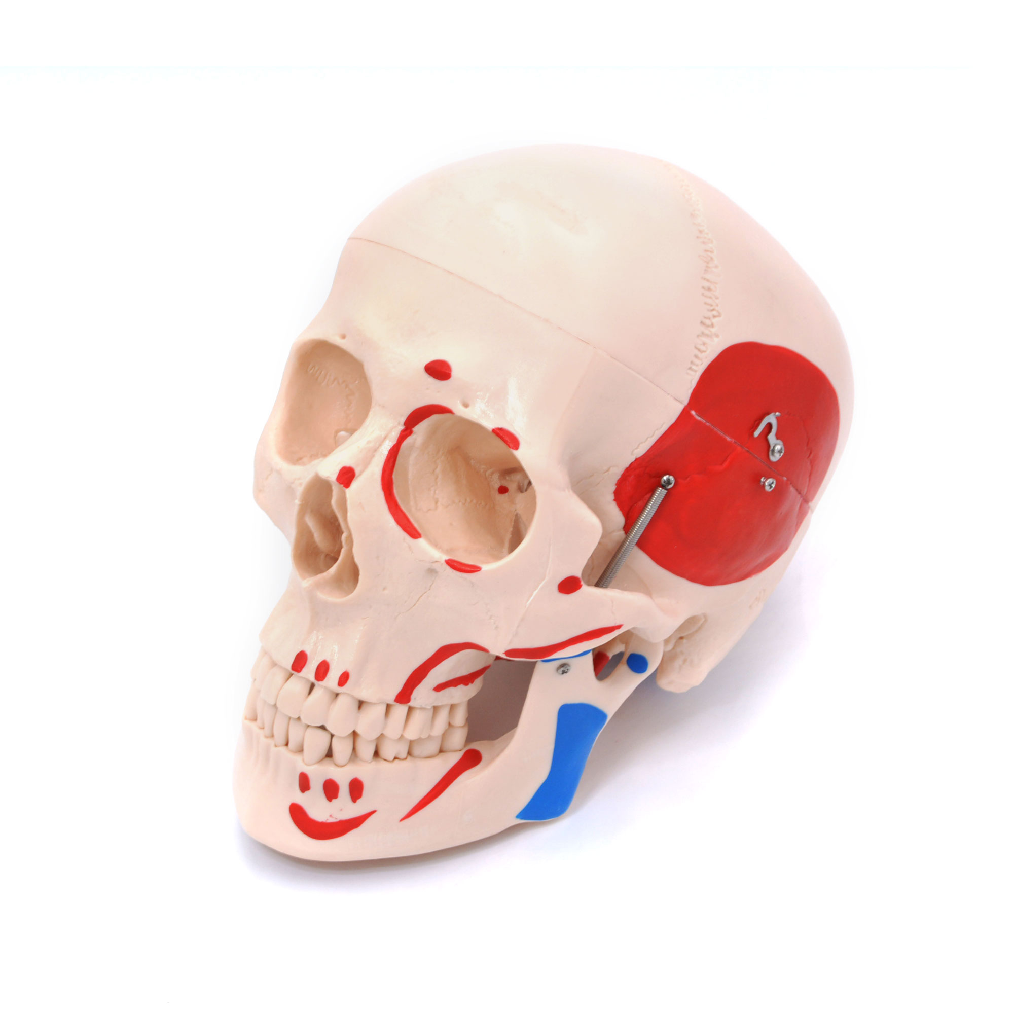 Craniu uman cu insertii musculare model didactic medical 3 parti mulaj anatomie medicina PVC plastic Craniu uman cu insertii musculare model didactic medical 3 parti mulaj anatomie medicina PVC plastic - imagine 6