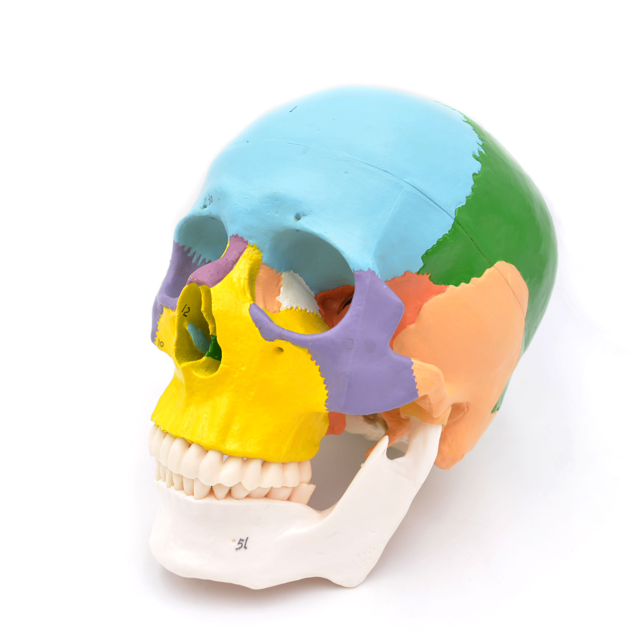 Craniu uman model didactic medical colorat 3 parti mulaj anatomie medicina PVC plastic Craniu uman model didactic medical colorat 3 parti mulaj anatomie medicina PVC plastic - imagine 15