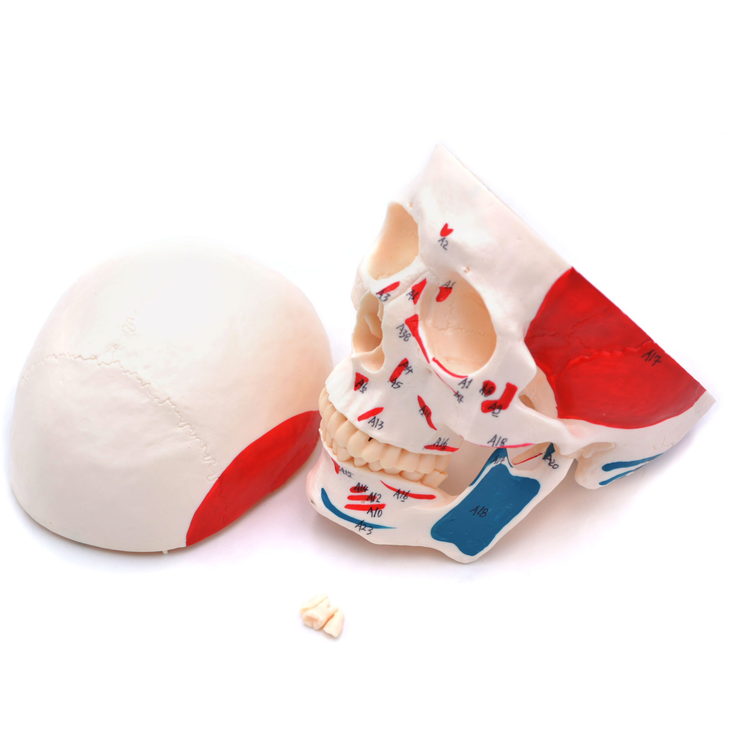 Craniu uman cu insertii musculare model didactic medical 3 parti mulaj anatomie medicina PVC plastic Craniu uman cu insertii musculare model didactic medical 3 parti mulaj anatomie medicina PVC plastic - imagine 4