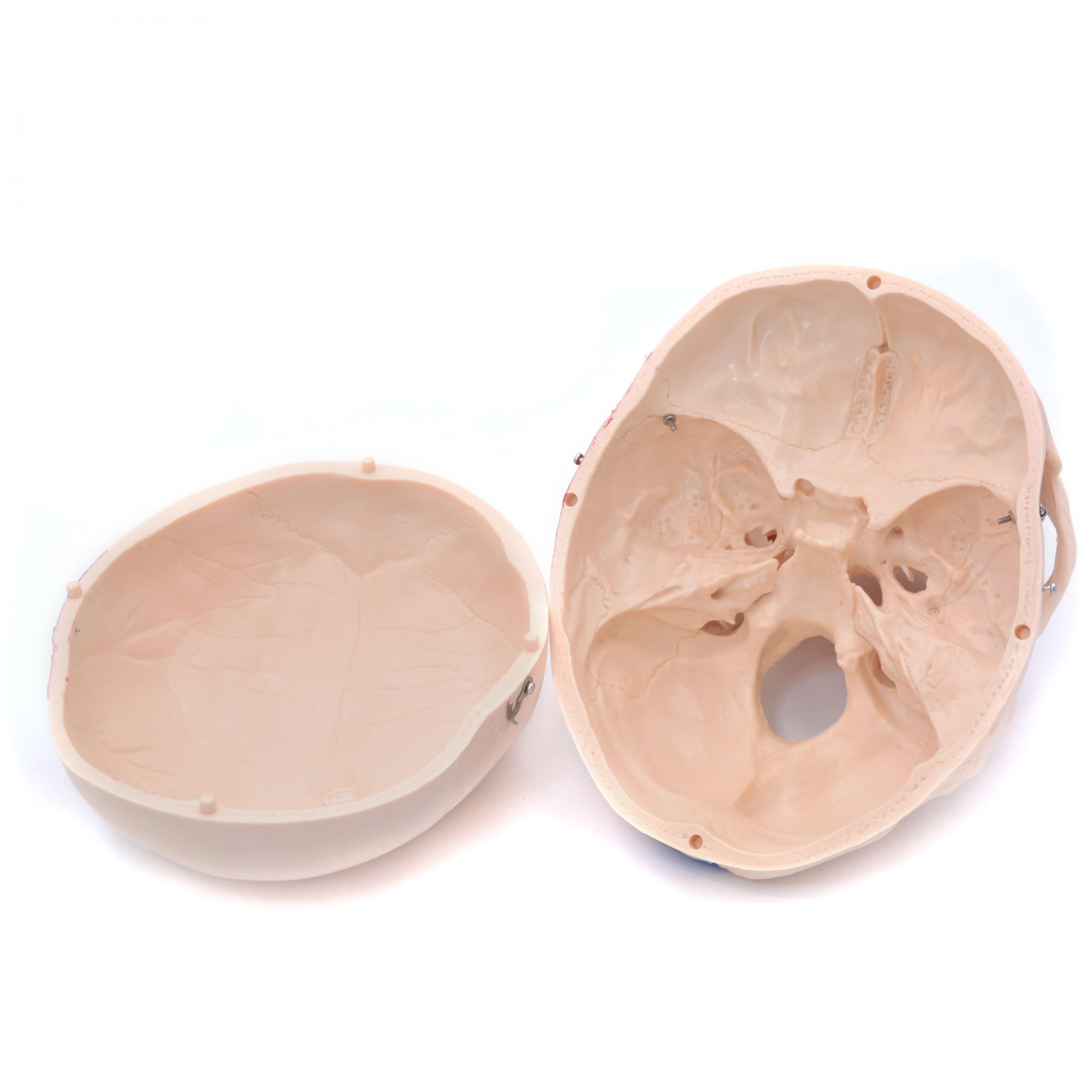Craniu uman cu insertii musculare model didactic medical 3 parti mulaj anatomie medicina PVC plastic Craniu uman cu insertii musculare model didactic medical 3 parti mulaj anatomie medicina PVC plastic - imagine 9