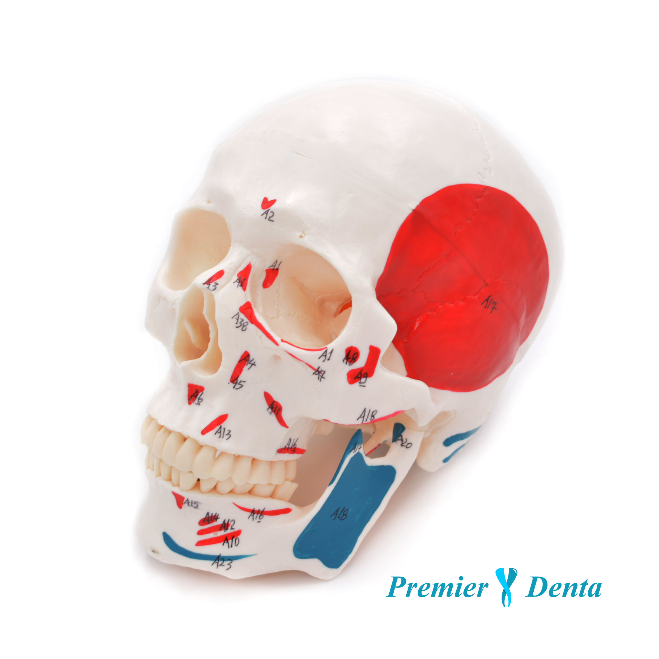 Craniu uman cu insertii musculare model didactic medical 3 parti mulaj anatomie medicina PVC plastic Craniu uman cu insertii musculare model didactic medical 3 parti mulaj anatomie medicina PVC plastic - imagine 2