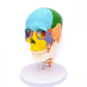 Craniu uman colorat cu coloana cervicala model didactic medical 3 parti mulaj anatomie medicina PVC plastic