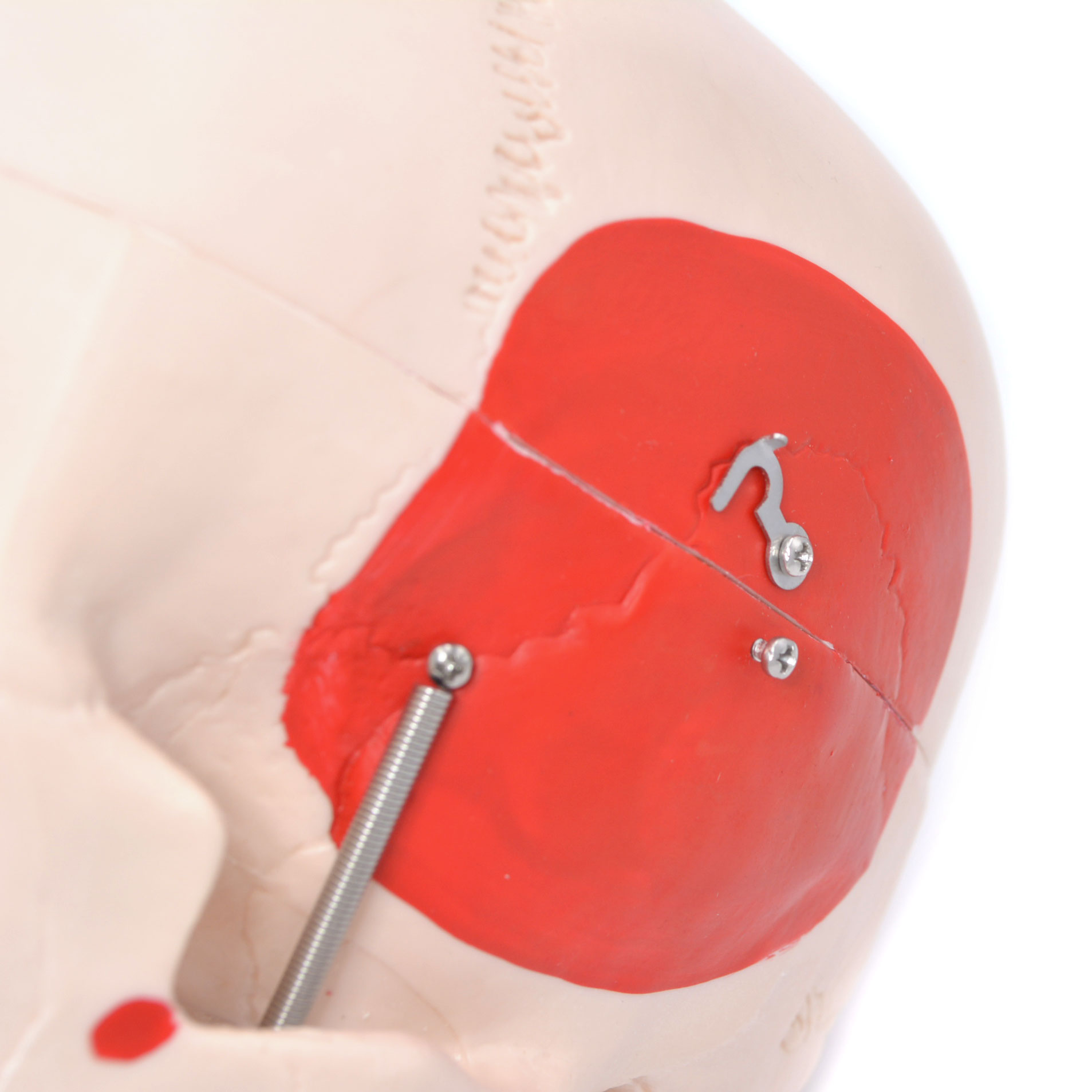 Craniu uman cu insertii musculare model didactic medical 3 parti mulaj anatomie medicina PVC plastic Craniu uman cu insertii musculare model didactic medical 3 parti mulaj anatomie medicina PVC plastic - imagine 7