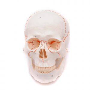 Craniu uman artificial model didactic medical 3 parti mulaj anatomie medicina PVC plastic
