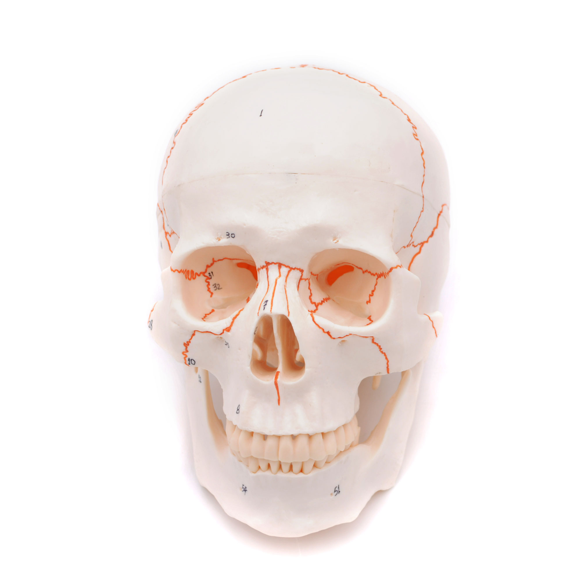 Craniu uman artificial model didactic medical 3 parti mulaj anatomie medicina PVC plastic Craniu uman artificial model didactic medical 3 parti mulaj anatomie medicina PVC plastic