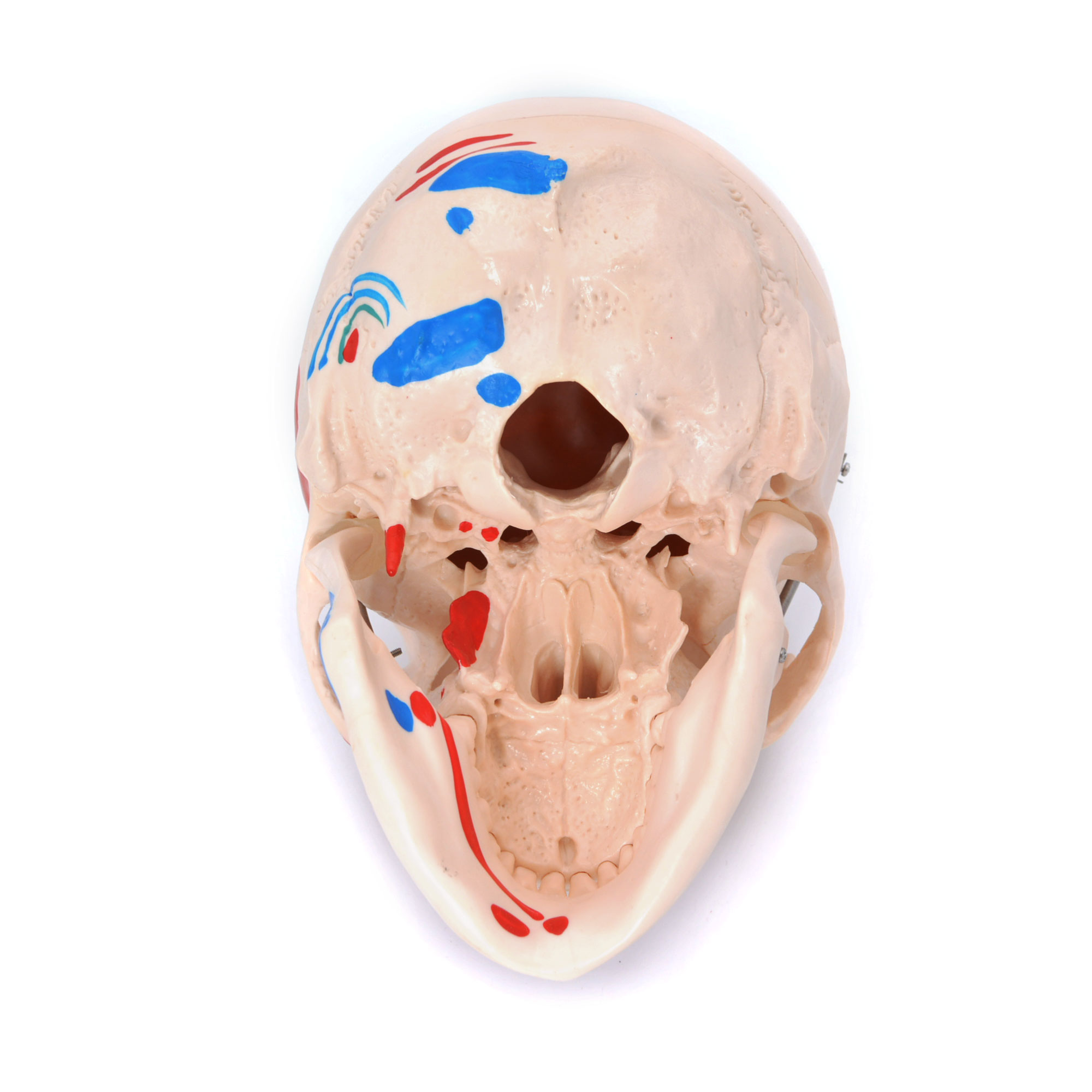 Craniu uman cu insertii musculare model didactic medical 3 parti mulaj anatomie medicina PVC plastic Craniu uman cu insertii musculare model didactic medical 3 parti mulaj anatomie medicina PVC plastic - imagine 10