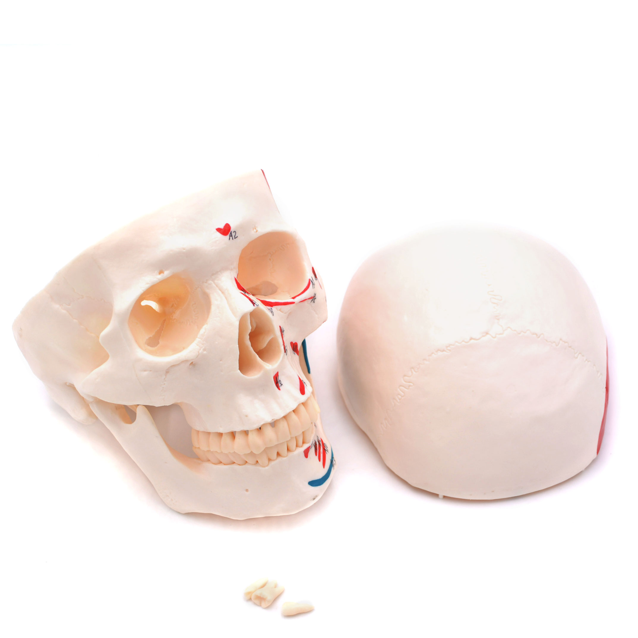 Craniu uman cu insertii musculare model didactic medical 3 parti mulaj anatomie medicina PVC plastic Craniu uman cu insertii musculare model didactic medical 3 parti mulaj anatomie medicina PVC plastic - imagine 5