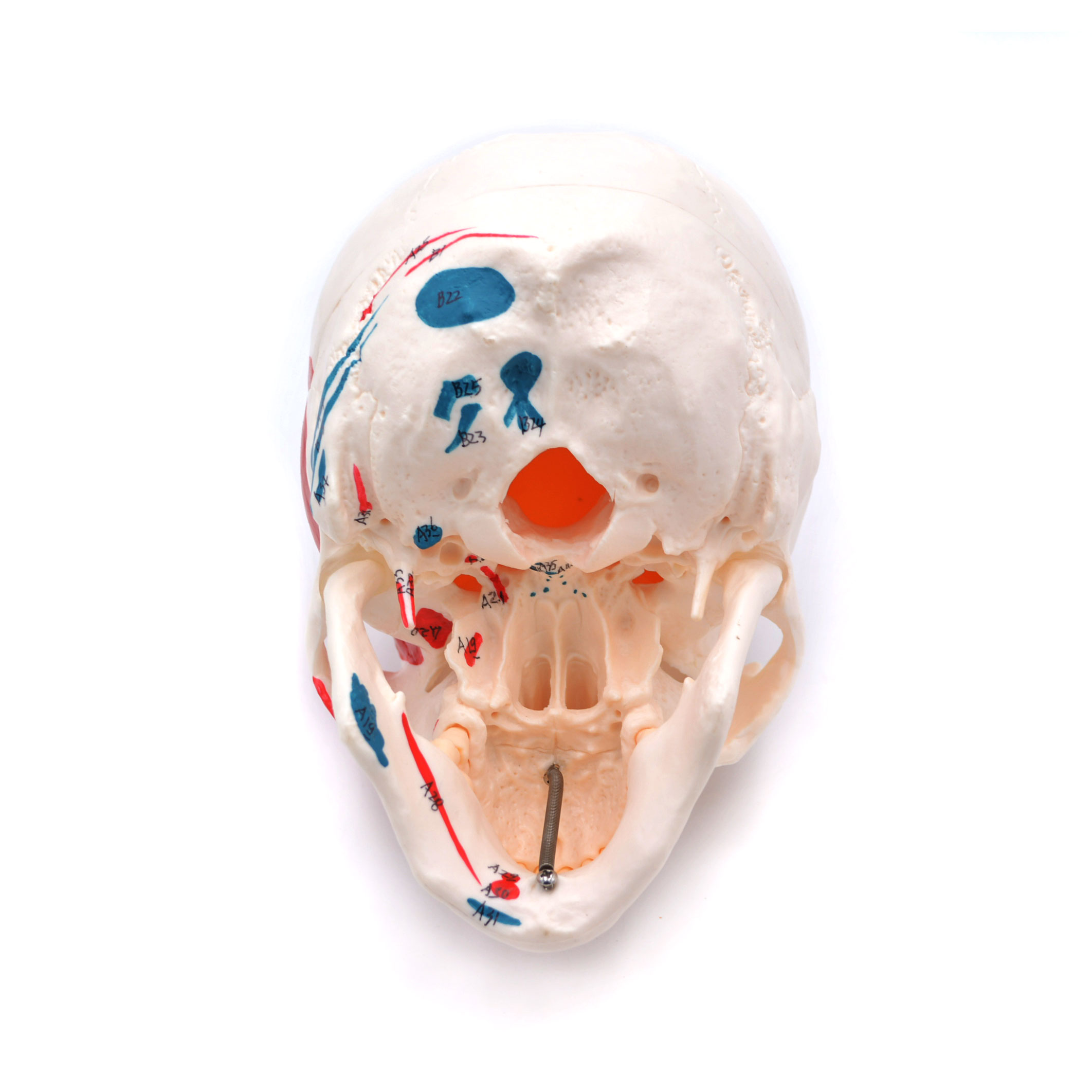 Craniu uman cu insertii musculare model didactic medical 3 parti mulaj anatomie medicina PVC plastic Craniu uman cu insertii musculare model didactic medical 3 parti mulaj anatomie medicina PVC plastic - imagine 3