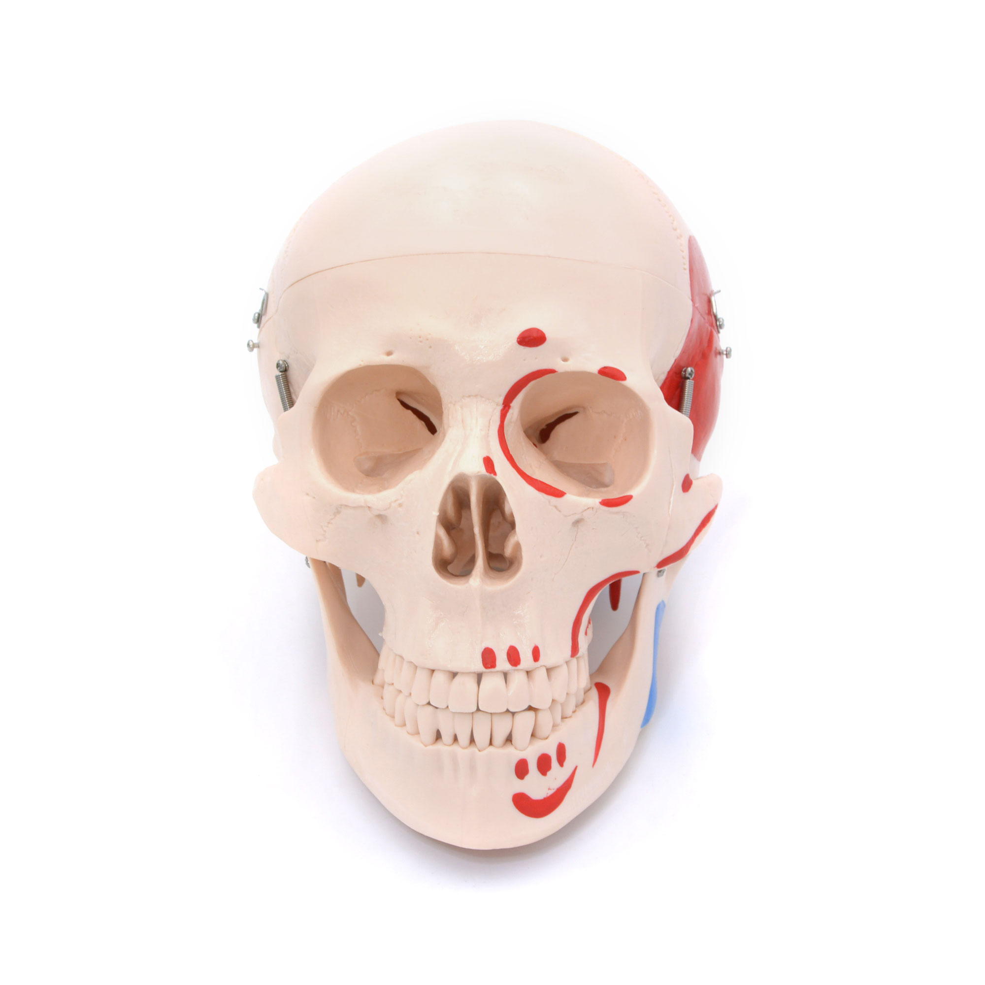 Craniu uman cu insertii musculare model didactic medical 3 parti mulaj anatomie medicina PVC plastic Craniu uman cu insertii musculare model didactic medical 3 parti mulaj anatomie medicina PVC plastic - imagine 8