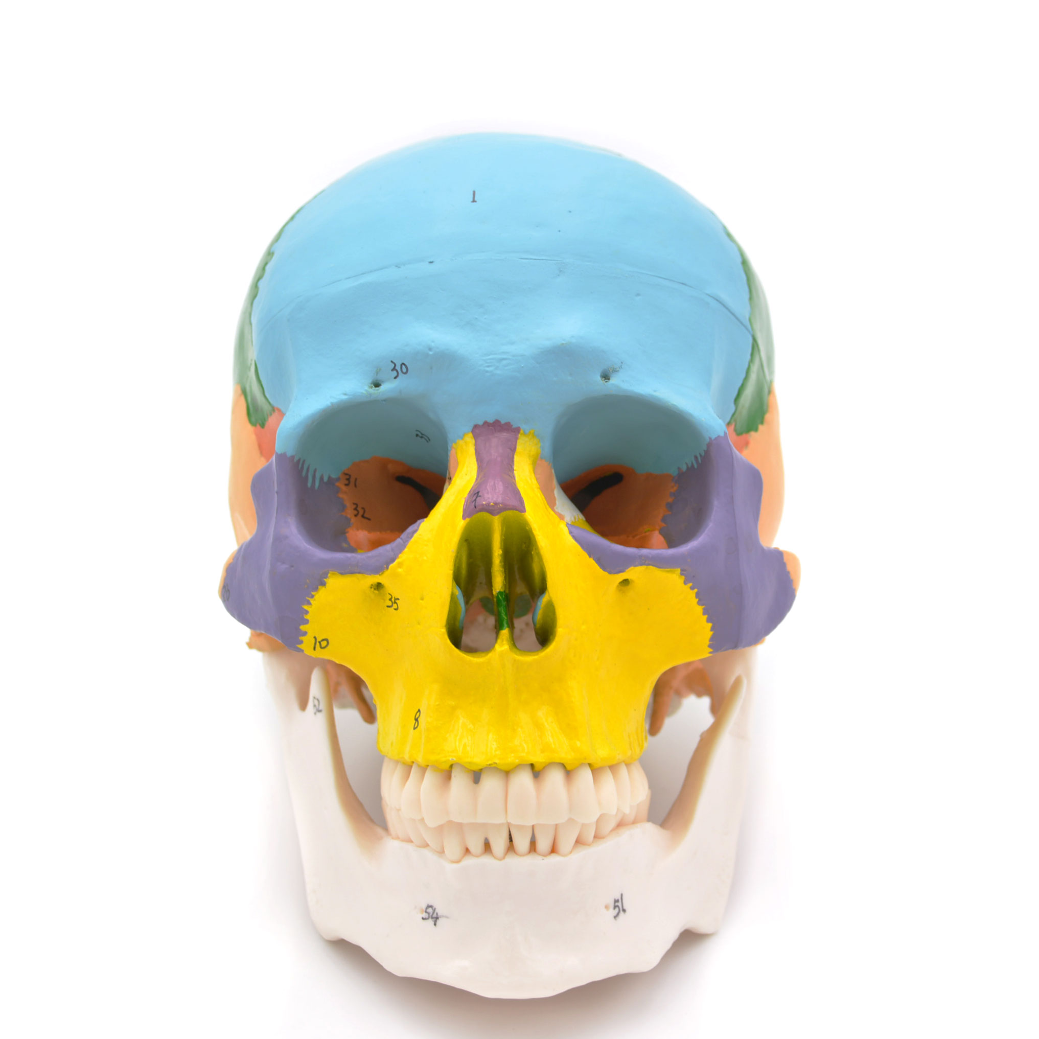 Craniu uman model didactic medical colorat 3 parti mulaj anatomie medicina PVC plastic Craniu uman model didactic medical colorat 3 parti mulaj anatomie medicina PVC plastic - imagine 14