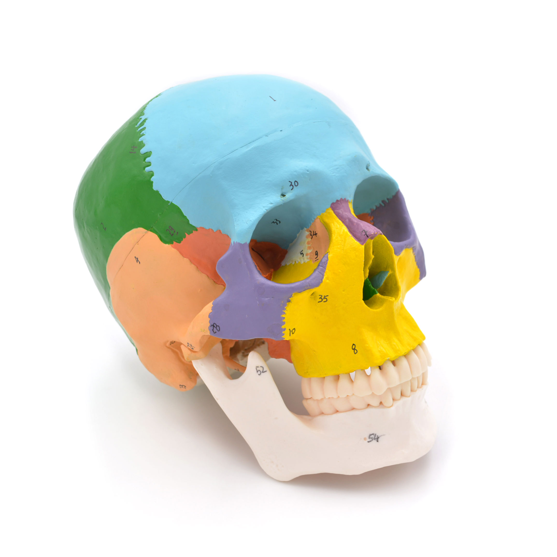 Craniu uman model didactic medical colorat 3 parti mulaj anatomie medicina PVC plastic Craniu uman model didactic medical colorat 3 parti mulaj anatomie medicina PVC plastic - imagine 16