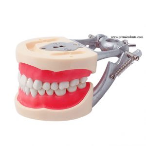 Model dentar cu 32 dinti detasabili antrenament cavitati slefuiri - model 1 cu fixare pe tija