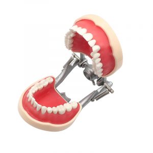 Model dentar cu 32 dinti detasabili antrenament cavitati slefuiri
