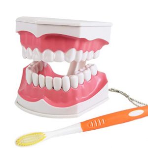 Model dentar didactic profilaxie cu dinti detasabili si periuta