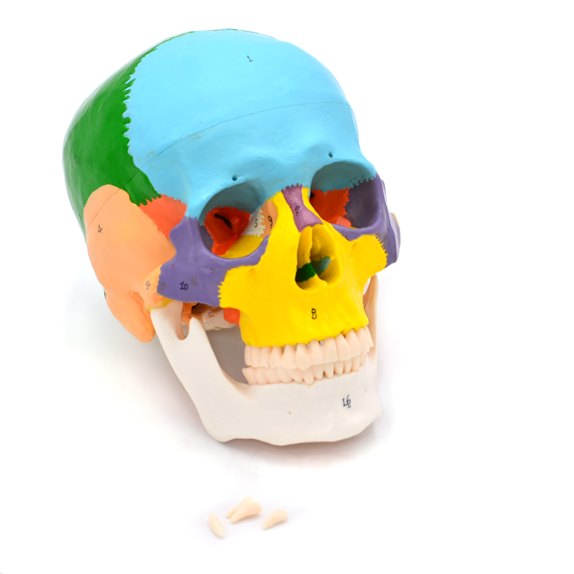 Craniu uman model didactic medical colorat 3 parti mulaj anatomie medicina PVC plastic Craniu uman model didactic medical colorat 3 parti mulaj anatomie medicina PVC plastic - imagine 13