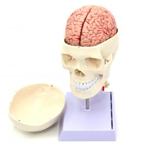Craniu uman cu coloana neuro anatomie model didactic artificial medical mulaj medicina PVC plastic