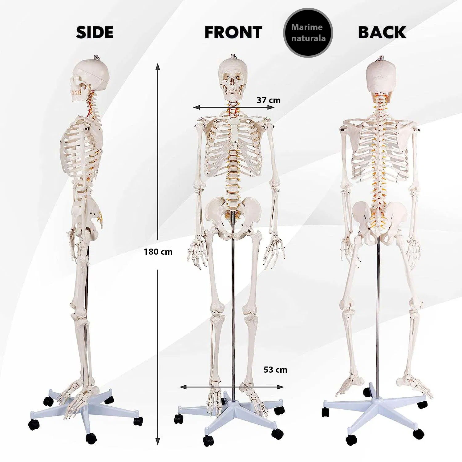 Model anatomic schelet uman 180 cm PVC cu suport pe roti didactic Model anatomic schelet uman 180 cm PVC cu suport pe roti didactic - imagine 4