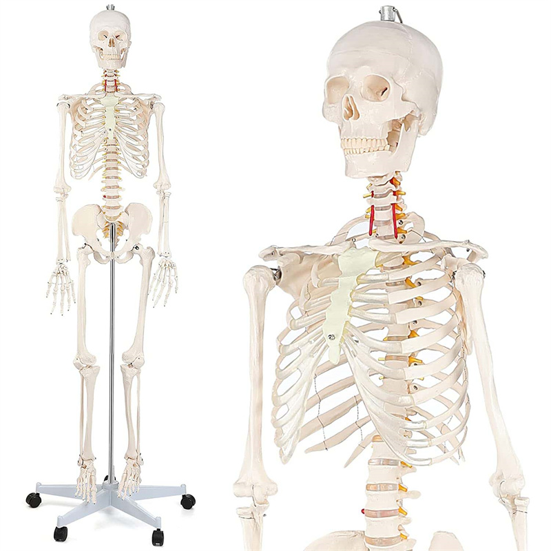 Model anatomic schelet uman 180 cm PVC cu suport pe roti didactic Model anatomic schelet uman 180 cm PVC cu suport pe roti didactic