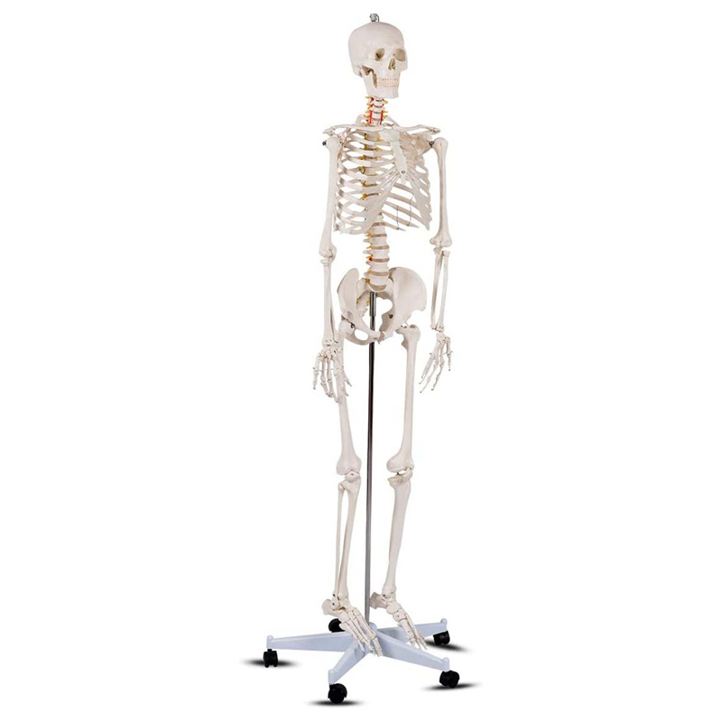 Model anatomic schelet uman 180 cm PVC cu suport pe roti didactic Model anatomic schelet uman 180 cm PVC cu suport pe roti didactic - imagine 2
