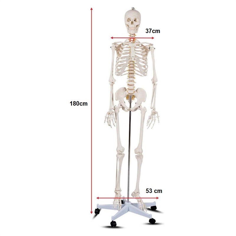 Model anatomic schelet uman 180 cm PVC cu suport pe roti didactic Model anatomic schelet uman 180 cm PVC cu suport pe roti didactic - imagine 3
