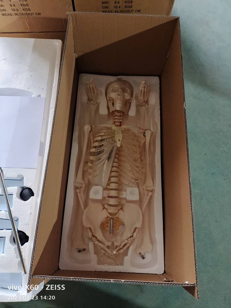 Model anatomic schelet uman 180 cm PVC cu suport pe roti didactic Model anatomic schelet uman 180 cm PVC cu suport pe roti didactic - imagine 7