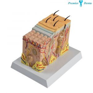 Model anatomic piele 3D 70:1 PVC didactic