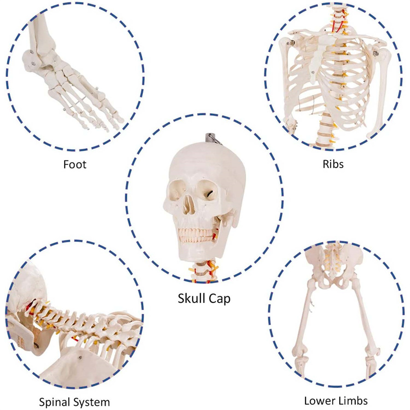 Model anatomic schelet uman 180 cm PVC cu suport pe roti didactic Model anatomic schelet uman 180 cm PVC cu suport pe roti didactic - imagine 6