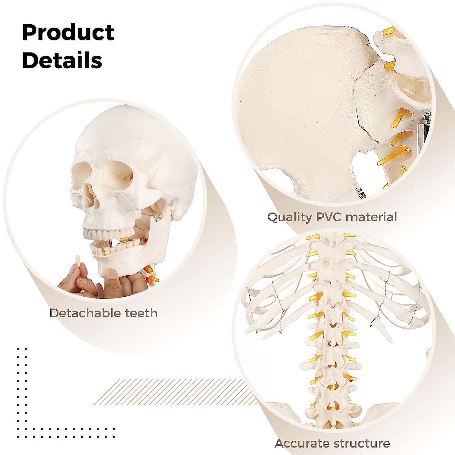 Model anatomic schelet uman 180 cm PVC cu suport pe roti didactic Model anatomic schelet uman 180 cm PVC cu suport pe roti didactic - imagine 5