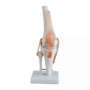 Model anatomic genunchi 1:1 schelet cu ligamente PVC