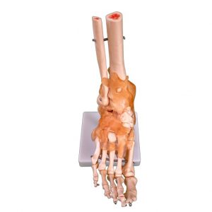 Premierdenta - Premier Denta Model anatomic picior 1:1 schelet cu ligamente PVC