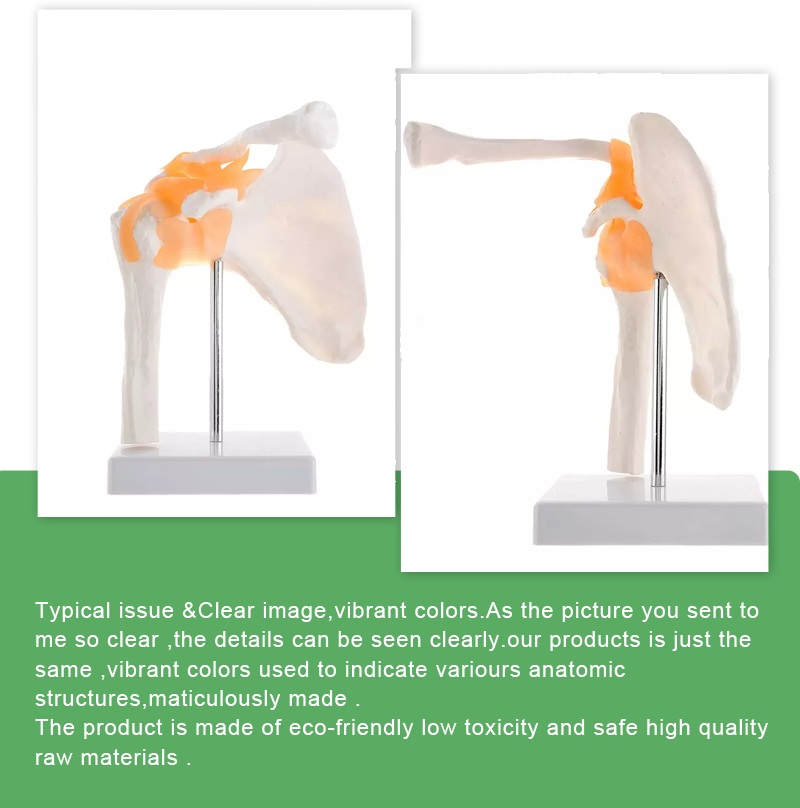 Model anatomic umar 1:1 schelet cu ligamente PVC Model anatomic umar 1:1 schelet cu ligamente PVC - imagine 3