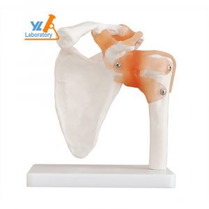 Model anatomic umar 1:1 schelet cu ligamente PVC