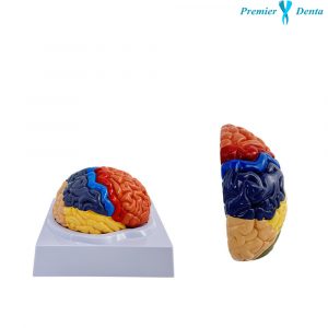 Model anatomic creier uman color PVC