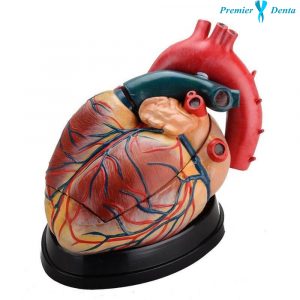 Model anatomic inima marita PVC