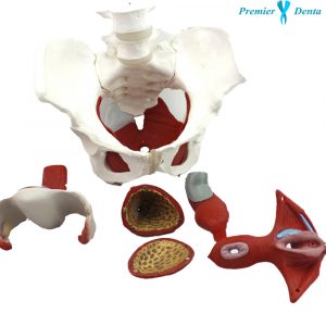 Model anatomic pelvis feminin bazin PVC